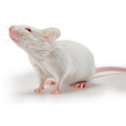 Ratones destetados (10-14gr)