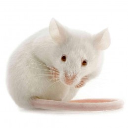 25 ratones adultos (20-30gr)