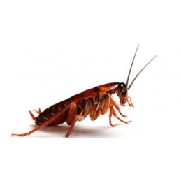 caja 800/1000uds Cucaracha...