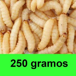 250 gramos gusanos de la miel