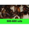 500-600 Blaptica Dubia Grandes