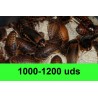 1000-1200 Blaptica Dubia Grandes
